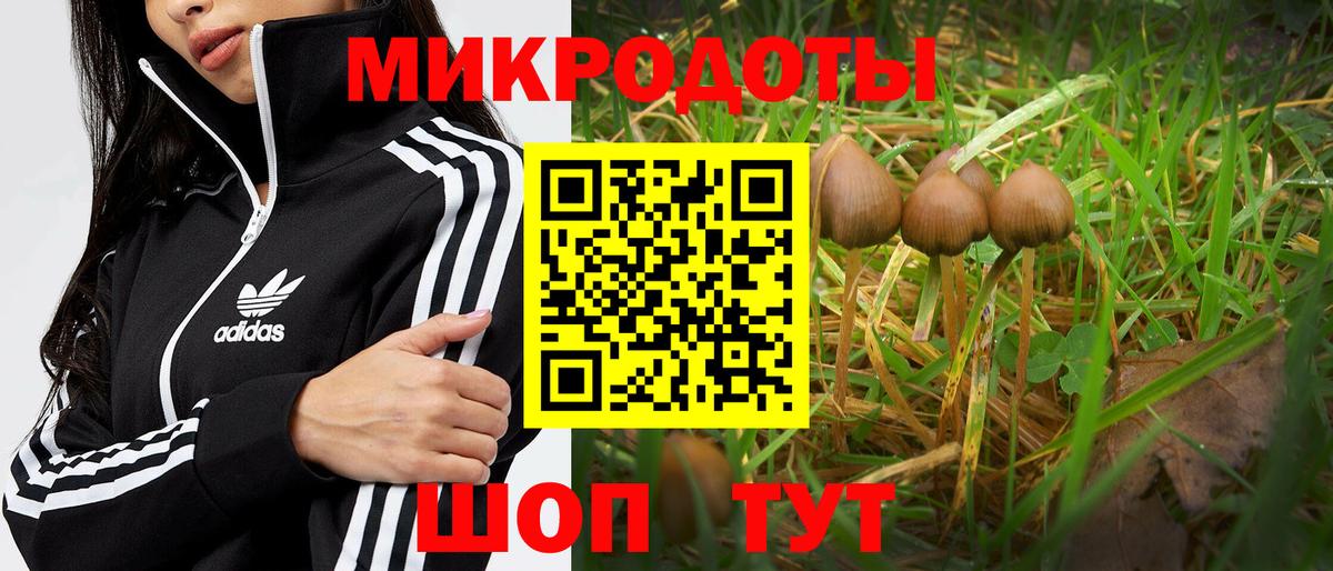 Пугачёв  Галлюциногенные грибы Cubensis  Псилоцибиновые грибы ЛСД  Вход с VPN 
